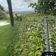 Réalisation d'une coupe sanitaire sur un arbre malade.
